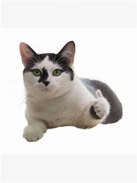 Image result for Cute Cat with Thumbs Up Meme