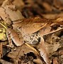 Image result for Frog with Leaf On Head Pic