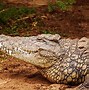 Image result for Nile Crocodile Habitat
