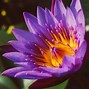 Image result for Lotus Flower Photography