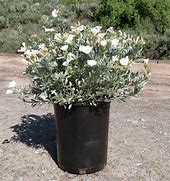 Image result for Convolvulus cneorum