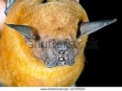 Image result for Bulldog Bat Biome