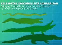 Image result for iPhone 5 6 7 Size Comparison