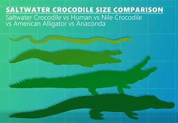 Image result for What Is the Biggest Crocodile in the World