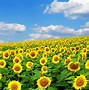 Image result for Summer Sunflowers