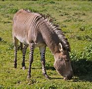 Image result for Zebra and Donkey