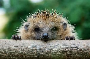 Image result for Hedgehog Habitat