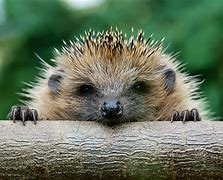 Image result for What Do Hedgehogs Look Like