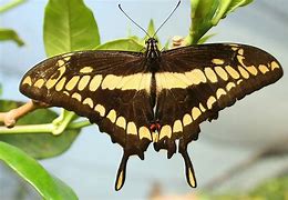 Image result for Butterfly Yellow Streak