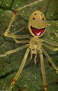 Image result for Cute Harmless Spiders