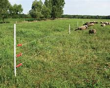 Image result for Electric Cattle Fence