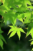 Image result for Green Japanese Maple Tree