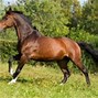 Image result for Holsteiner Horse