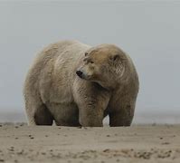 Image result for Fattest Bear in the World