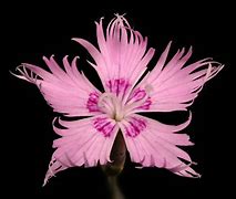 Image result for Dianthus plumarius David