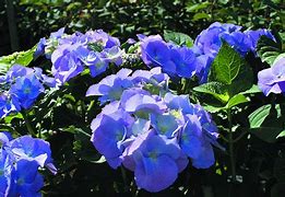 Hydrangea macr. Blaumeise 的图像结果