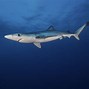 Image result for blue shark