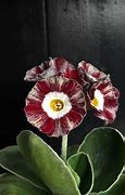 Image result for Primula auricula Blue Velvet