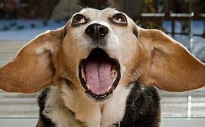 Image result for Funny Dogs Barking