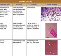 Image result for What Is Simple Stain Technique