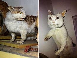 Image result for Failed Taxidermy Cat