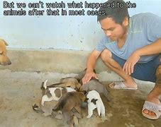 Image result for How to Spot a Fake Animal Rescue