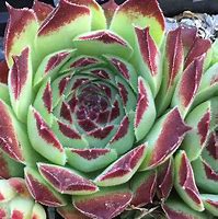 Image result for Sempervivum calcareum Guillaumes