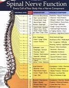 Image result for Picture of Cervical Spine and Nerves Cleveland Clinic