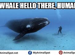 Image result for Ascended Whale Meme