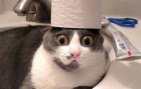 Image result for Curious Cat Memes Funny