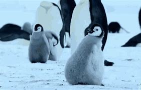 Image result for Penguin War GIF