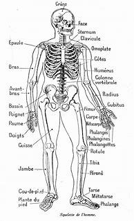 Image result for Anatomie Corps Humain OS Dos