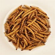 Image result for Cricket Food