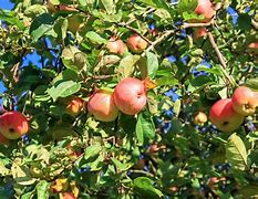 Image result for Dark Red Apple Ripe in October