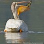 Image result for Flying Great American White Pelican