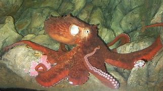 Image result for Giant Pacific Octopus Anatomy