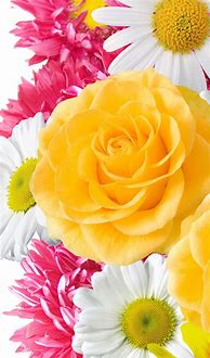 Image result for iPhone New Flower Wallpaper
