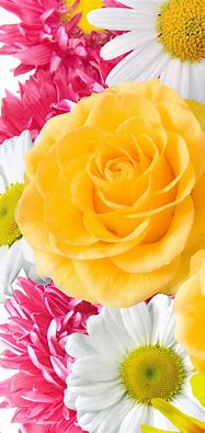 Image result for Beautiful Nature Flower iPhone Wallpaper