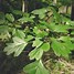 Image result for crataegus_monogyna