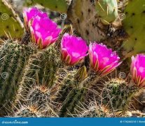 Image result for Desert Escape Cactus