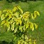 Bildergebnis für Stachyurus chinensis Joy Forever