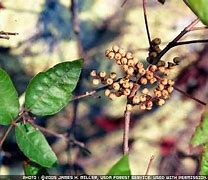 Image result for Poison Ivy Plant with Berries