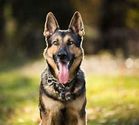 Image result for Smart Guard Dog