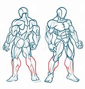 Image result for Muscle Anatomy Sketches