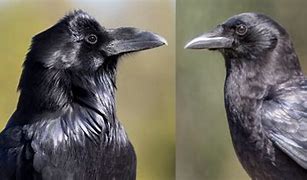 Image result for Common Raven vs Crow