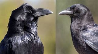 Image result for Are Ravens Crows