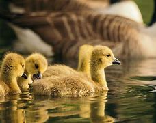 Image result for The Baby in Yellow Swimming