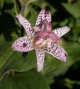 Image result for Tricyrtis hirta