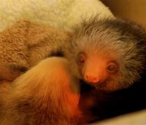 Image result for Smiley Sloth