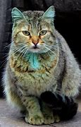 Image result for Bulgarian Green Cat